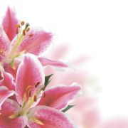 Штора д/ванны 180*200см ткань «Розовые лилии» MZ-140