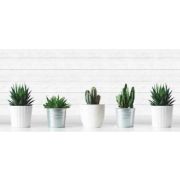 Фартук (0,6м*3м*1,3мм) Кактусы 12429